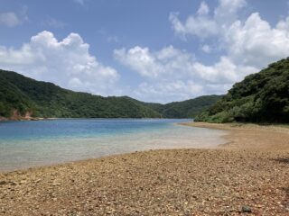 ☆ 貴重！加計呂麻島 WD アマミコカブト 1♂2♀トリオ ☆ 世界最高峰アルティメットミカカブクワ